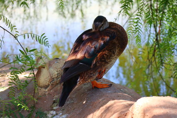 Dendrocygna, is a duck belonging to the subfamily of the Dendrocygninae