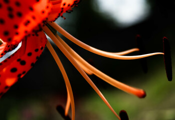orange lilac flower with dew drops