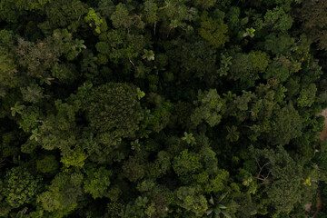 Aerial top view of a tropical forest canopy - nature background showing detailed view of a rainforest with many palm trees