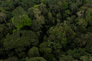 Naklejka premium Large biodiversity visible in the Amazon rainforest, a nature background showing the tropical tree canopy from above