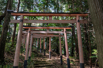 Fototapeta premium 常盤稲荷社の鳥居