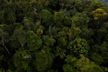 Stunning aerial side view of a tropical forest canopy with a large biodiversity, flowering trees in the Amazon of Ecuador in South America - a Nature background