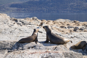 South American sea lion colony on Beagle channel