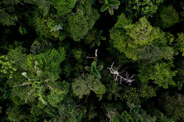 Jungle seen from above, high canopy with deep shadows and many different tree species in a tropical forest - a nature background - Powered by Adobe