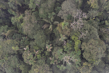 Aerial top view of a tropical forest canopy covered in a thin layer of fog, seen from above
