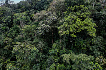 Side view of two large tropical trees in the amazon rainforest of Ecuador, South America - A nature background
