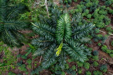 Close up of the green distinct leaves of a chonta palm tree with yucca below