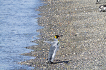 King penguin on Martillo island beach, Ushuaia