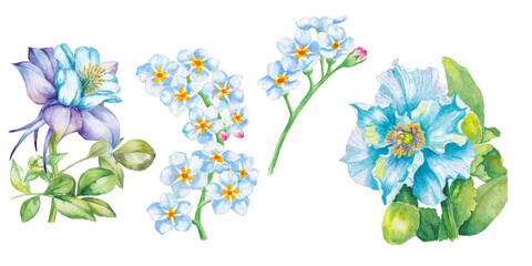 set of hand painted watercolor illustration of blue flowers, isolated on white background