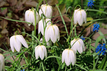 Beautiful white fritillaria flowers close-up in the garden on a sunny day