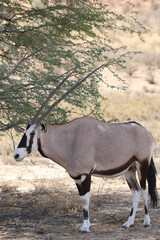 Naklejka na ściany i meble Gemsbok or South African Oryx in the Kgalagadi, South Africa
