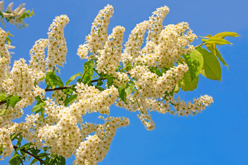 Beautiful spring flowering bird cherry branch with white flowers close-up against the blue sky