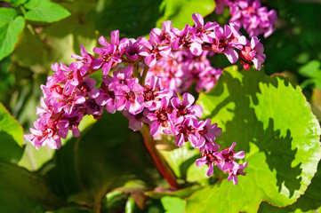 Beautiful pink purple bergenia flowers and green leaves close up in the garden on a sunny day
