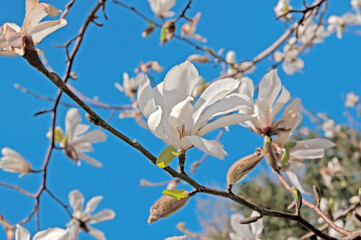Beautiful white magnolia kobus flowers close-up against the blue sky on a sunny day