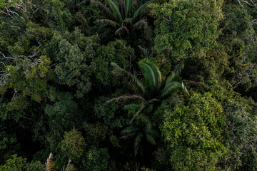 Background of forest canopy, palm tree leaves are visible between the many tree species in the...