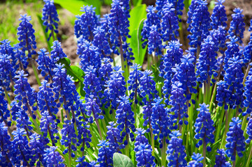 Bright blue Muscári flowers close-up in a flower garden on a sunny day