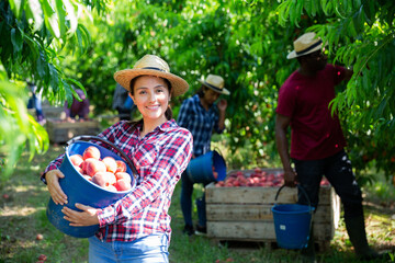 Happy young hispanic woman holding freshly picked peaches in plastic bucket during harvest in farm orchard