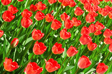Beautiful bright red tulips close-up in a field on a sunny day