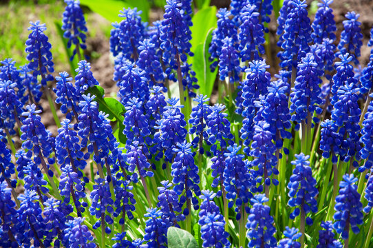 Bright blue Musc&aacute;ri flowers close-up in a flower garden on a sunny day