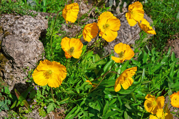 Beautiful yellow papavers nudicaule with buds close-up in a flower garden against the background of stones