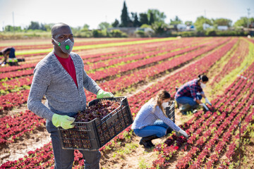 African-american farmer in protective mask stocking boxes with red lettuce on the field