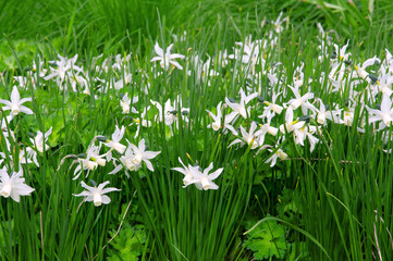Obraz na płótnie Canvas Bright beautiful white flowers Narcissus thalia close-up on a background of green grass in a flower garden