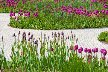 Beautiful buds and purple tulips in a city park in a flower garden