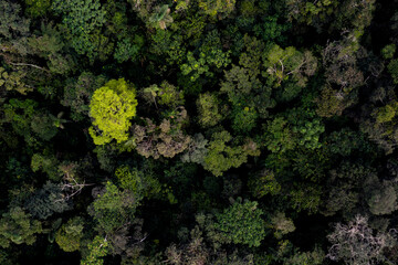 Aerial top view of a tropical forest canopy - stunning nature background showing the colorful tree canopy of a jungle, the forest with the highest biodiversity in the world