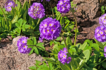 Bright purple flowers of primula denticulata close-up against the background of stones in the garden
