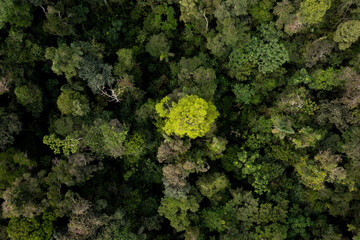 Amazon rainforest seen from above, the largest CO2 sink in the world and the forest with the highest biodiversity - a beautiful nature background