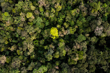 Colorful aerial top view of a tropical forest canopy, the Amazon rainforest is the largest CO2 sink in the world, has the highest biodiversity per hectare and provides beautiful nature backgrounds