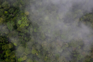 Aerial top view of a tropical forest canopy - high biodiversity of the Amazon is visible from above in the nature background