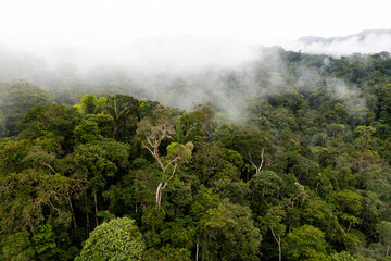 Fototapeta na wymiar A tropical forest coverd in fog after heavy rain storms