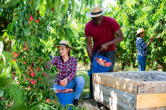 Portrait of couple farmers harvesting ripe peaches in fruit garden