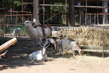 Llama (Scientific name: Lama glama) and Goats (Scientific name: Capra hircus) © Walter Cicchetti