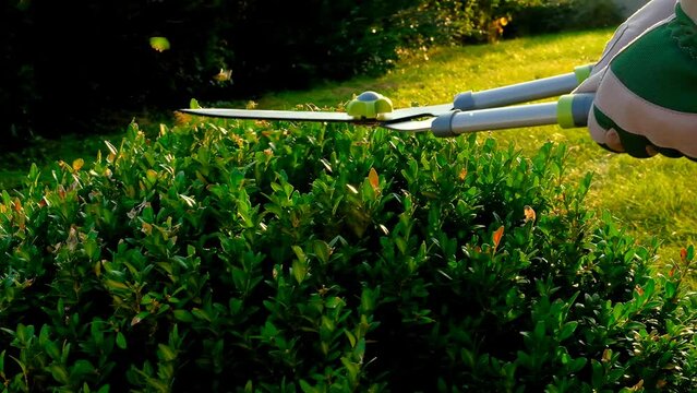 Plant pruning.Boxwood pruning.Round shape of boxwood. Shearing and shaping boxwood in a sunny summer garden. Topiary pruning.Garden shears in male hands cutting a boxwood.Tool for plant. 