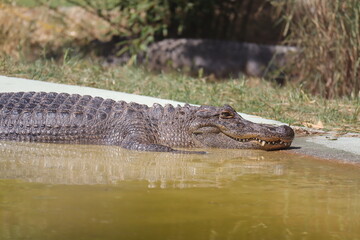 Spectacled Caiman (Scientific name: Caiman crocodilus)