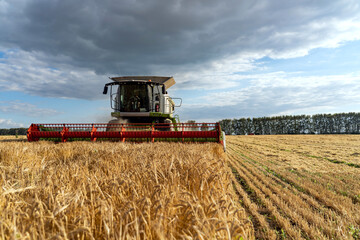 Plakat Combine harvester harvest rice wheat on a farm. Image of agriculture.