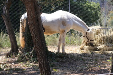 Arabian Horse, male Arab Horse (Scientific name: Equus ferus caballus)