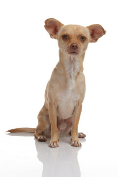 chihuahua mix dog sitting on white back ground photographed in studio