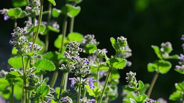 Nepeta cataria flowers. Beautiful catswort flower in wildlife. Violet wildflowers catmint on meadow. Close-up Catnip flowers field in summer sunny day, soft selective focus slow motion