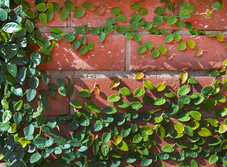 Brick wall braided with plants with green leaves, background