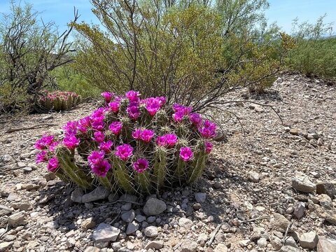 Blooming Cacus