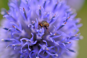 ヒゴタイから顔を出す