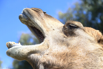 Camel head with wide open mouth and teeth close up