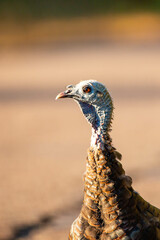 Close-up of a female wild turkey (Meleagris gallopavo) in Wisconsin
