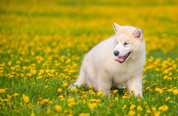 Beige Malamute puppy standing on a field of yellow dandelions stuck out his tongue
