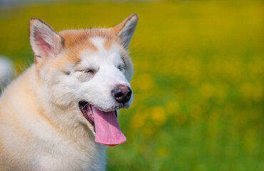 Malamute puppy sits on a field of yellow dandelions in the summer in the park and looks to the side