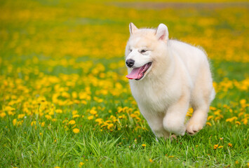 Naklejka na ściany i meble Beige Malamute puppy running through fields with yellow dandelions stuck out his tongue while running