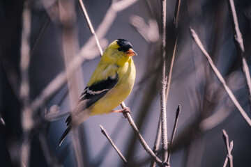 Goldfinch Close-Up